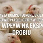 Eksport drobiu z Polski zagrożony – Komisja Europejska reaguje