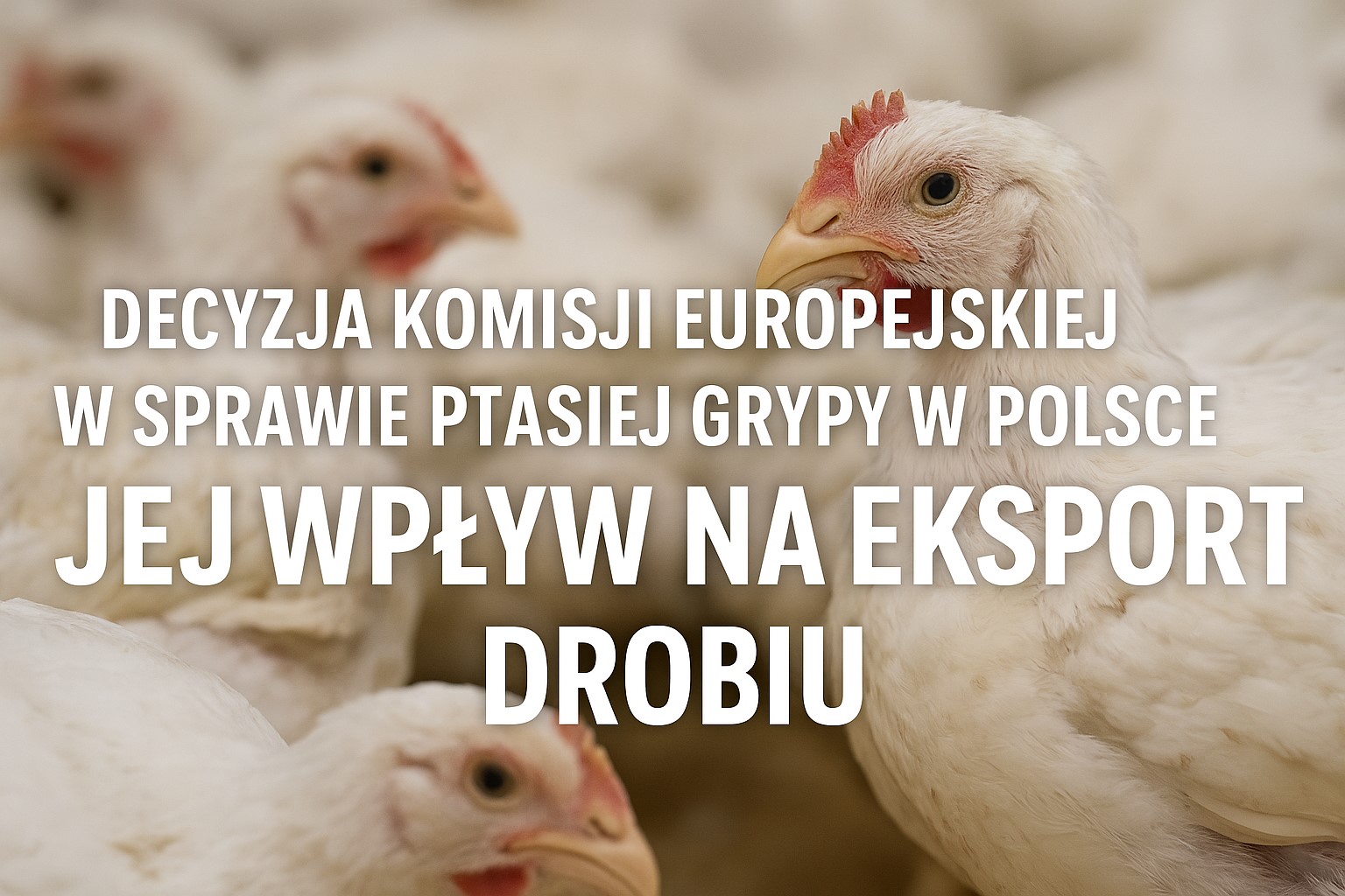 Eksport drobiu z Polski zagrożony – Komisja Europejska reaguje