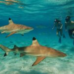 Wakacje na Moorea – jak dotrzeć, co zwiedzić, gdzie zanurkować