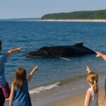 Bałtyk pod lupą naukowców – wieloryb jako wskaźnik zmian biologicznych