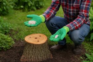 Jak skutecznie usunąć pień drzewa grzybnią – naturalne sposoby rozkładu w ogrodzie